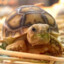 TenseTortoise