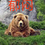 我只会白给