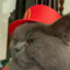 F0restpuff5