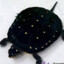 BlackTurtle