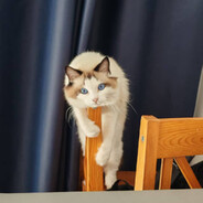 MeowOnBreak