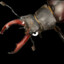 Mad Beetle