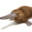 UtckaNose