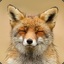 NoFoxGiven