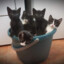 Bucket of Kittens