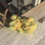 KUSH