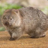 Mortal - steam id 76561197961400310