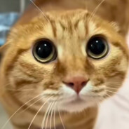 全世界都在学哈基话