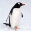 Gentoo L. Penguin