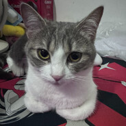 玉米猫