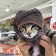 混入人群的牢大