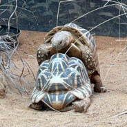 马年我枪马一点怎么了