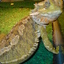 Vizible Lizard