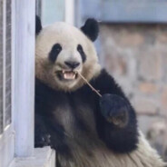 爱睡觉的懒羊羊