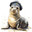 seals2cute