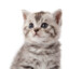 KittyCat