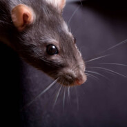 sczur [ INTERWENCJA ŻABKA ]