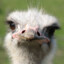 ostrich