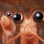krillium f shrimpleton