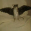 Fly_Ratazana
