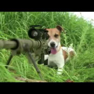 DOG WITH AN AUG