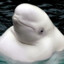 Autistic Whale