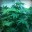 Sage805