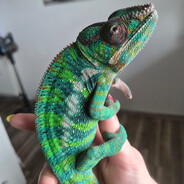 Chameleon Máca's avatar