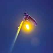 FireFly