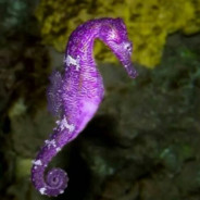 Seahorse