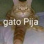 Gato Pija