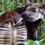 Mr.Okapi