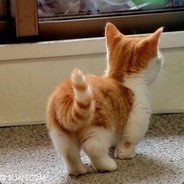 别咬我的老虎尾巴