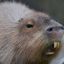 Capivara