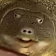 想要成为兵马俑，因为守嬴政的很爽