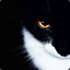 BATTLECAT_2.0