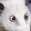 Opossum057