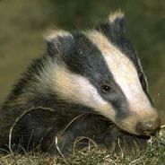 FeralBadger