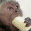 monkey eats banana