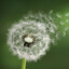 Field of Dandelions