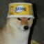 Shiba Dog