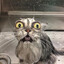 CRAZED