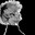 LXTSXR_