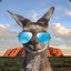 Cool Kangaroo