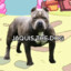 Jaquis The Dog