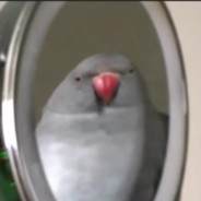 PiGone