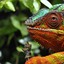 coloredChameleon