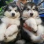 Cute_LoVe_ HuSky