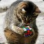 CosineCat