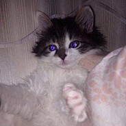 Посудомойка